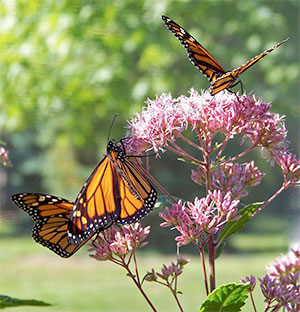 monarch butterflies