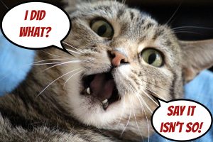 shocked speaking mistake cat - I did what? Say it isn't so